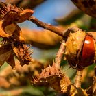 Herbstfrüchte