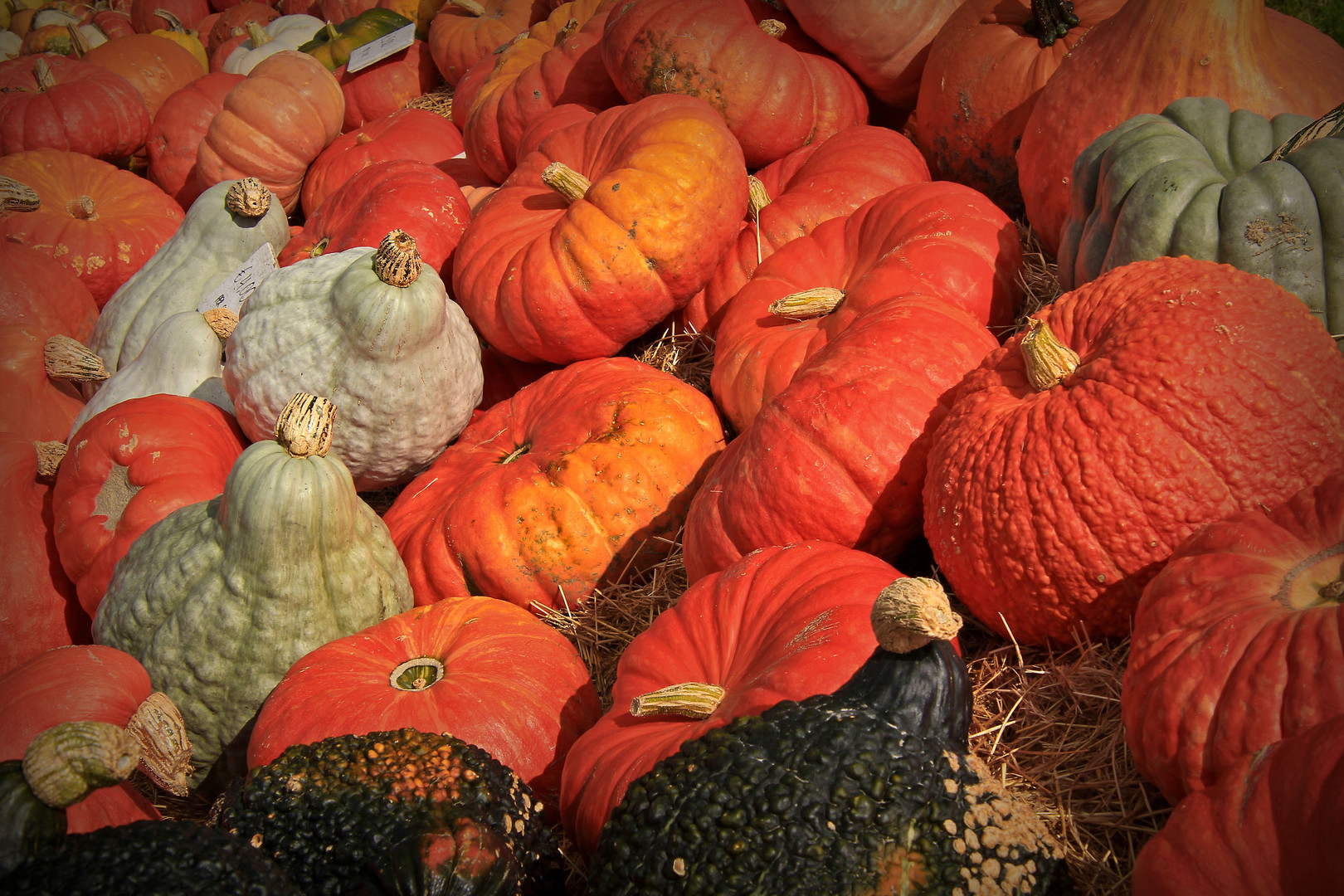 Herbstfrüchte