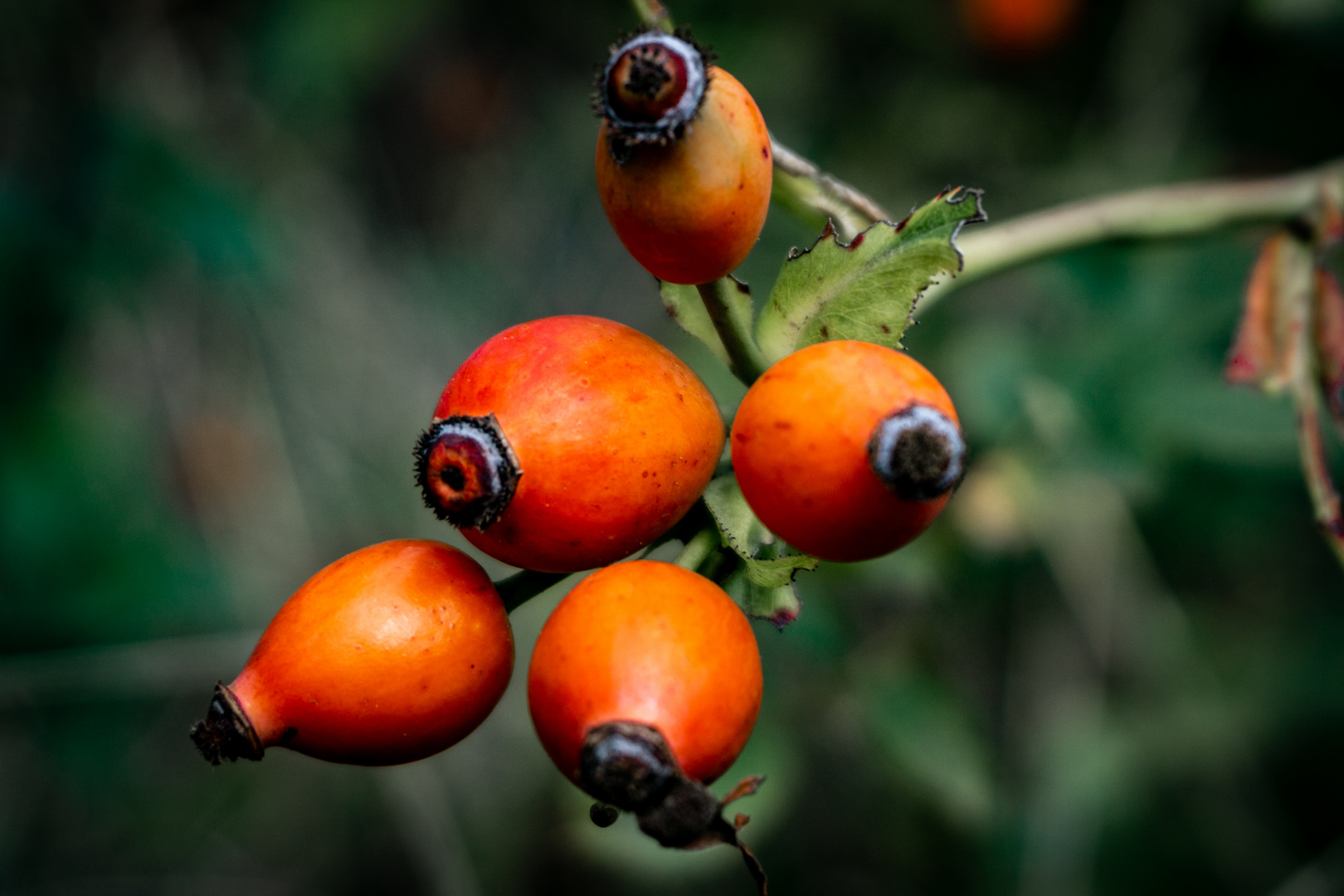 Herbstfrüchte