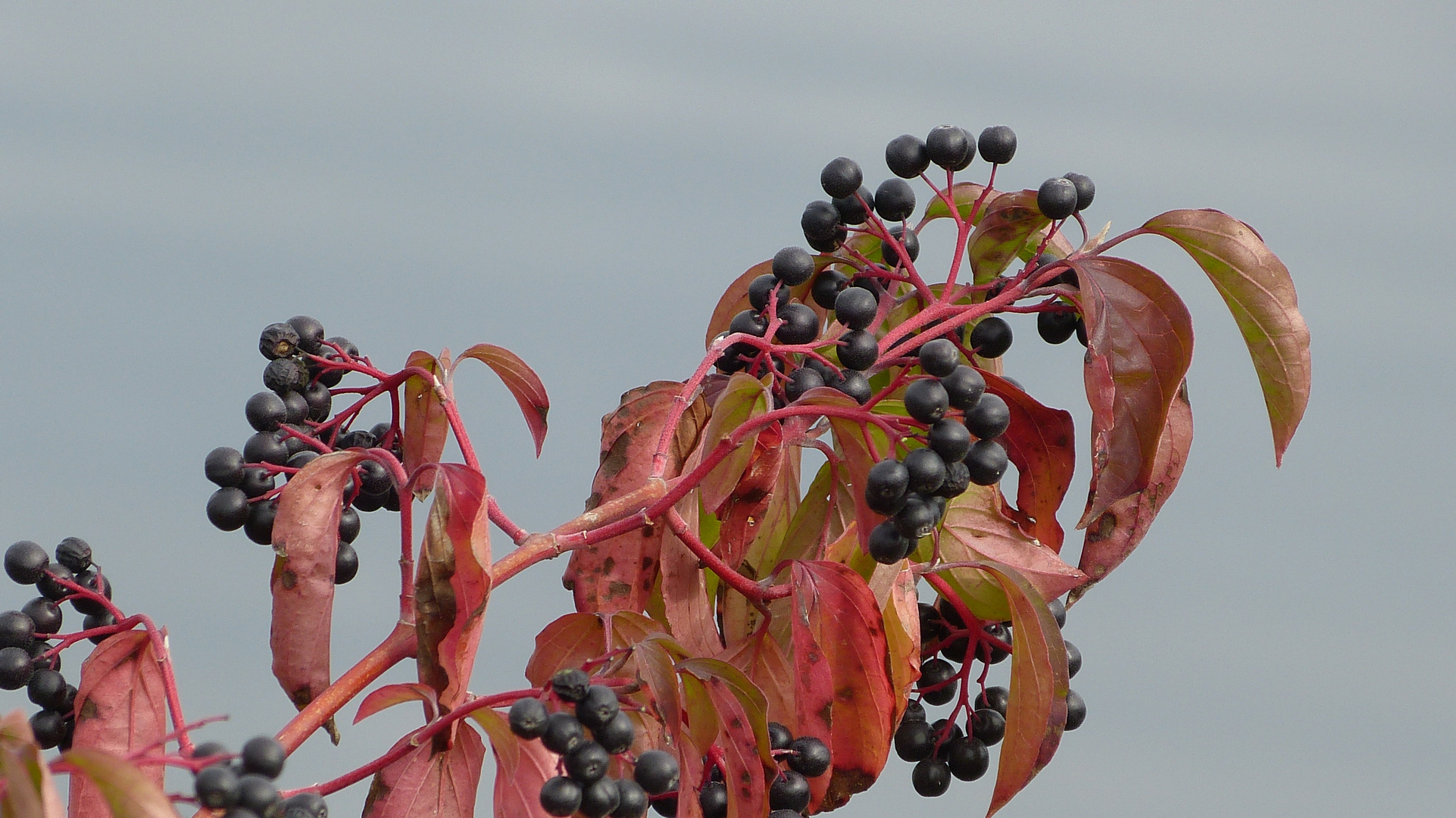 Herbstfrüchte 3