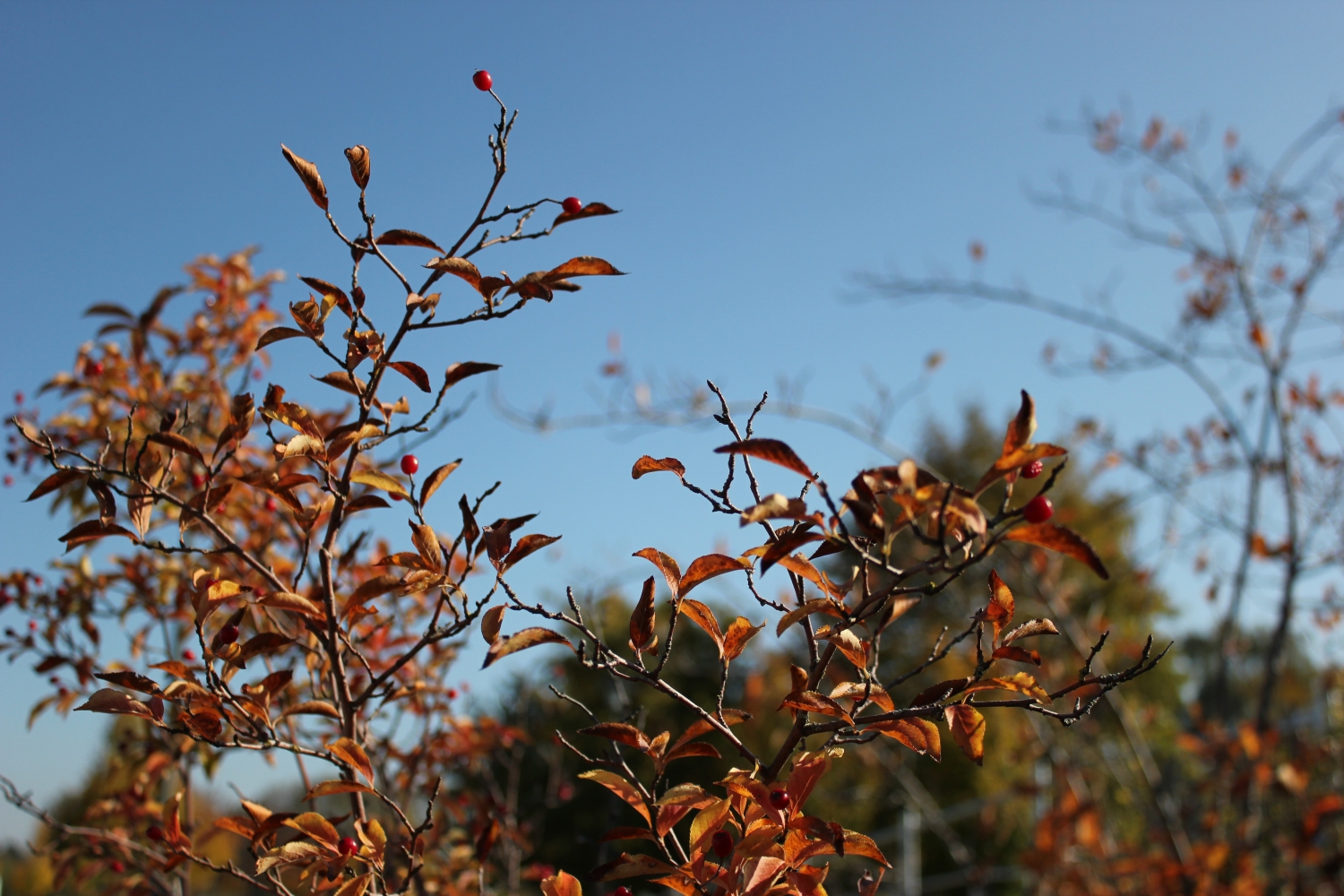 Herbstfrüchte