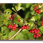 Herbstfrüchte