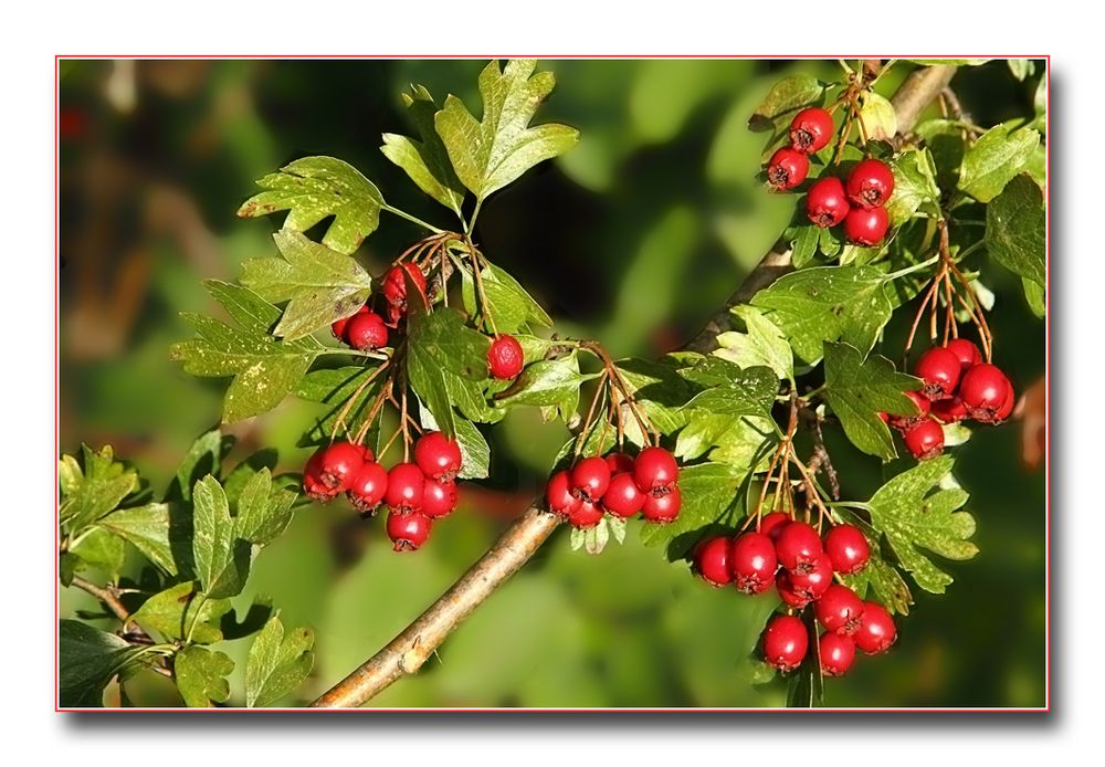 Herbstfrüchte