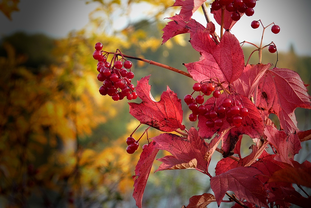 Herbstfrüchte