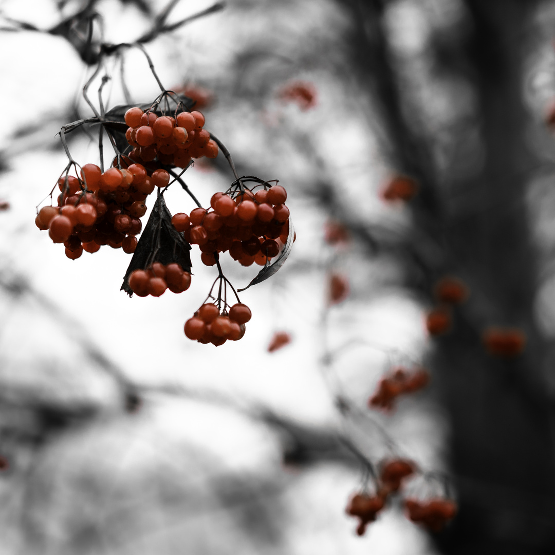 Herbstfrüchte