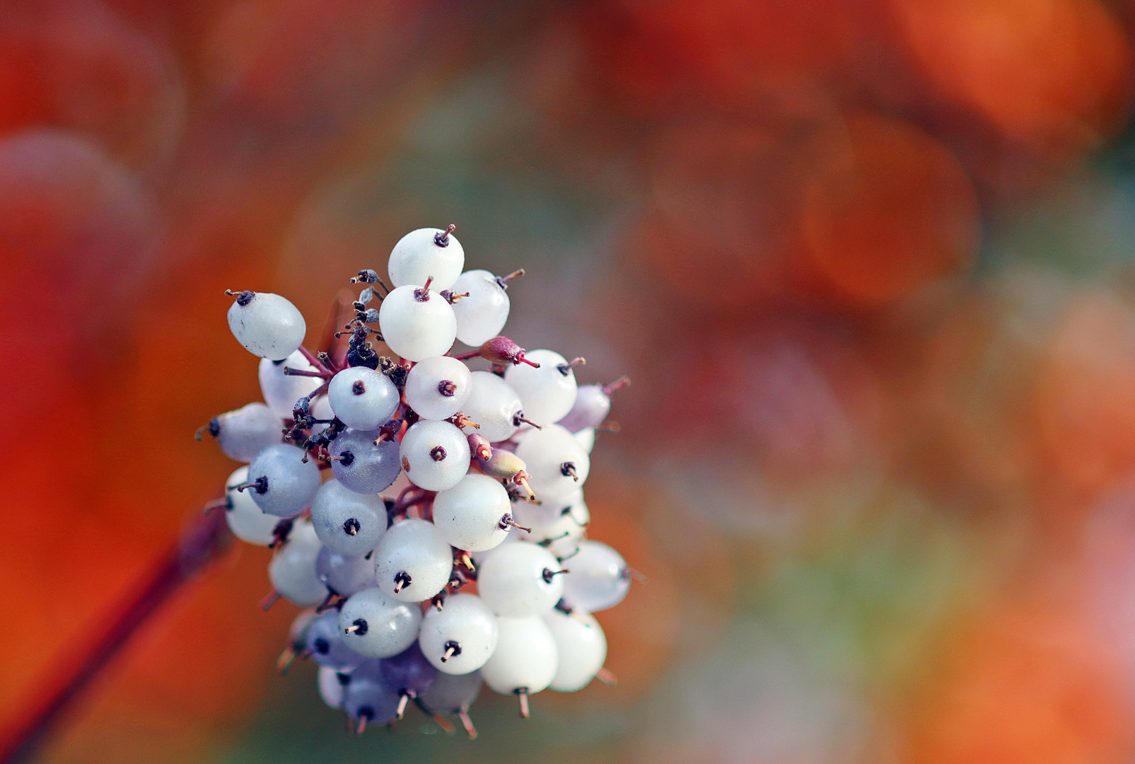 Herbstfrüchte