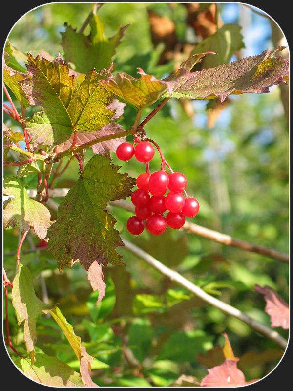 Herbstfrüchte..