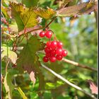 Herbstfrüchte..