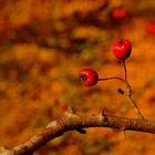 Herbstfrüchte