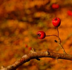 Herbstfrüchte