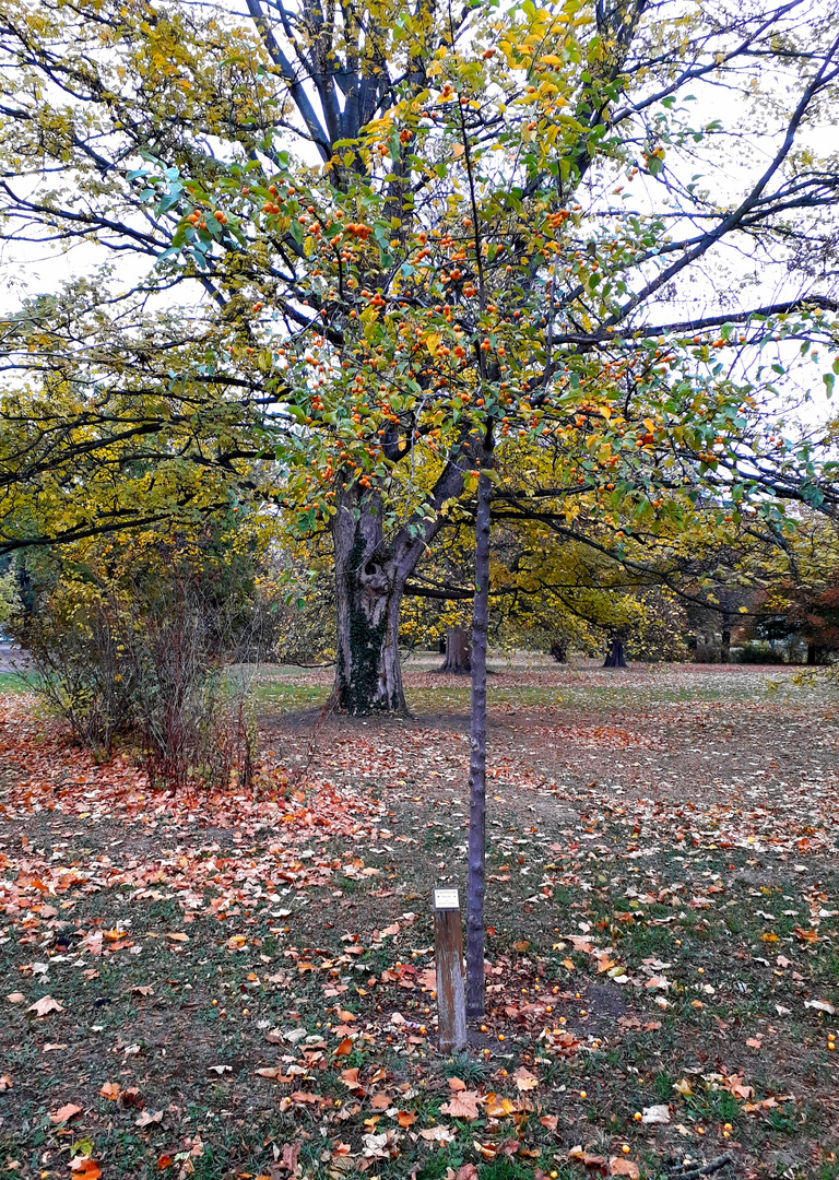 Herbstfrüchte