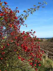 Herbstfrüchte