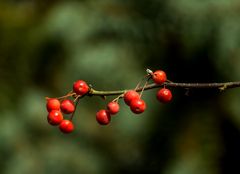 Herbstfrüchte