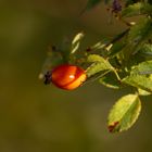 Herbstfruechte