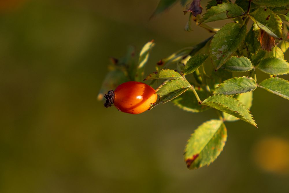 Herbstfruechte