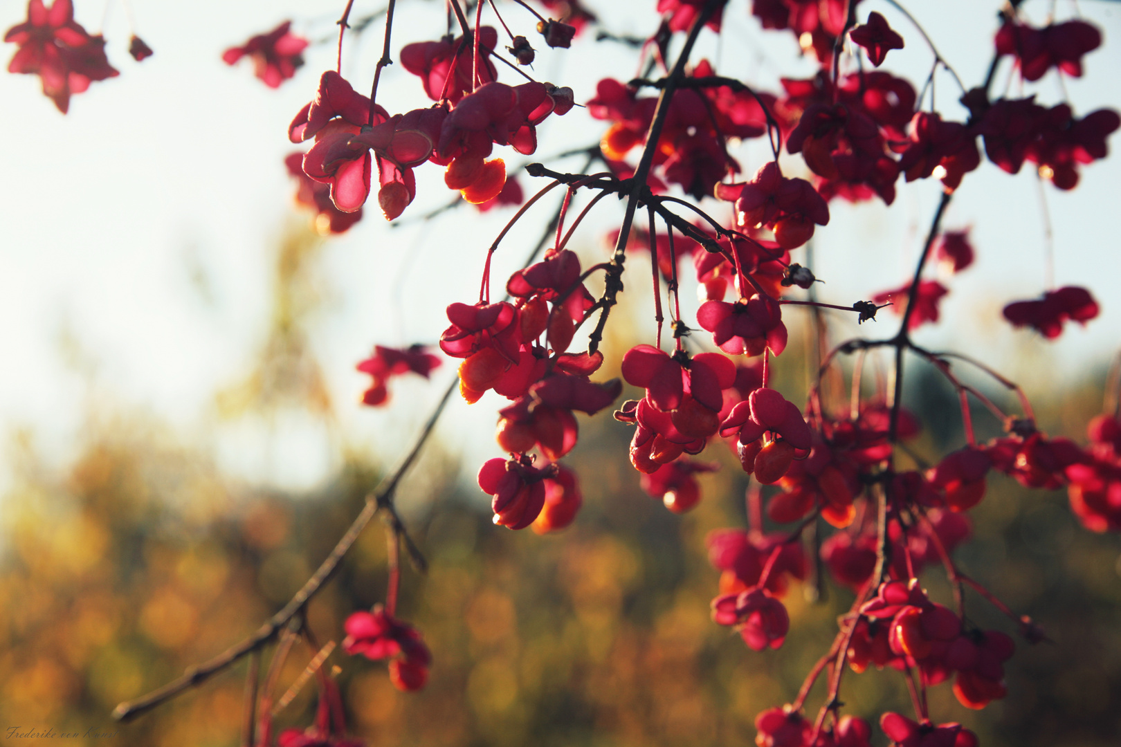 Herbstfrüchte