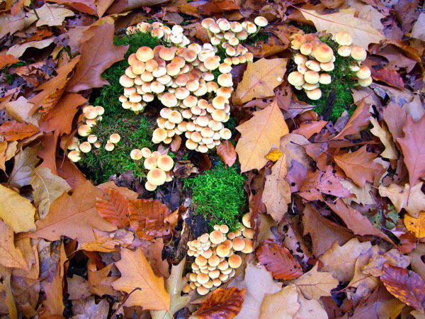 Herbstfrüchte