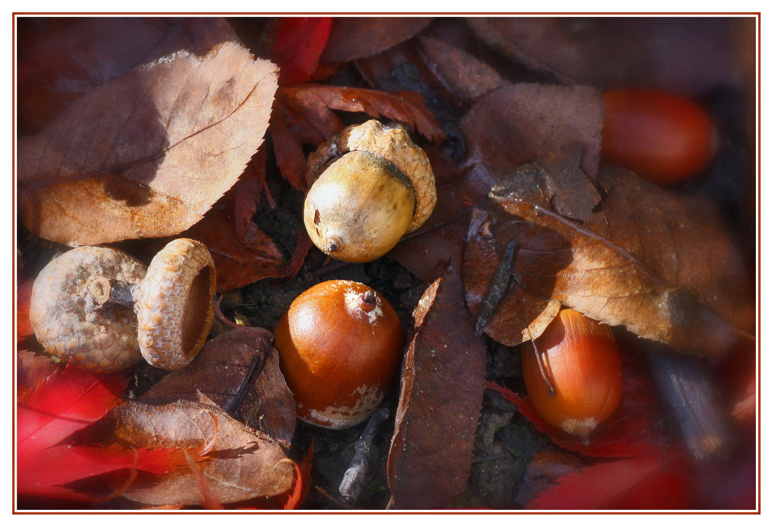 Herbstfrüchte...