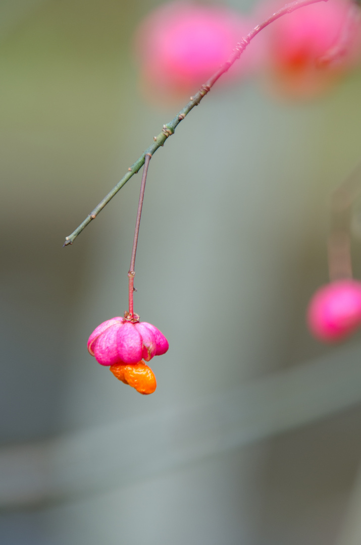 Herbstfrüchte