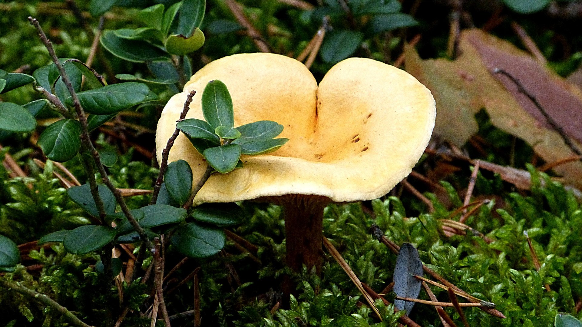 Herbstfrüchte 6