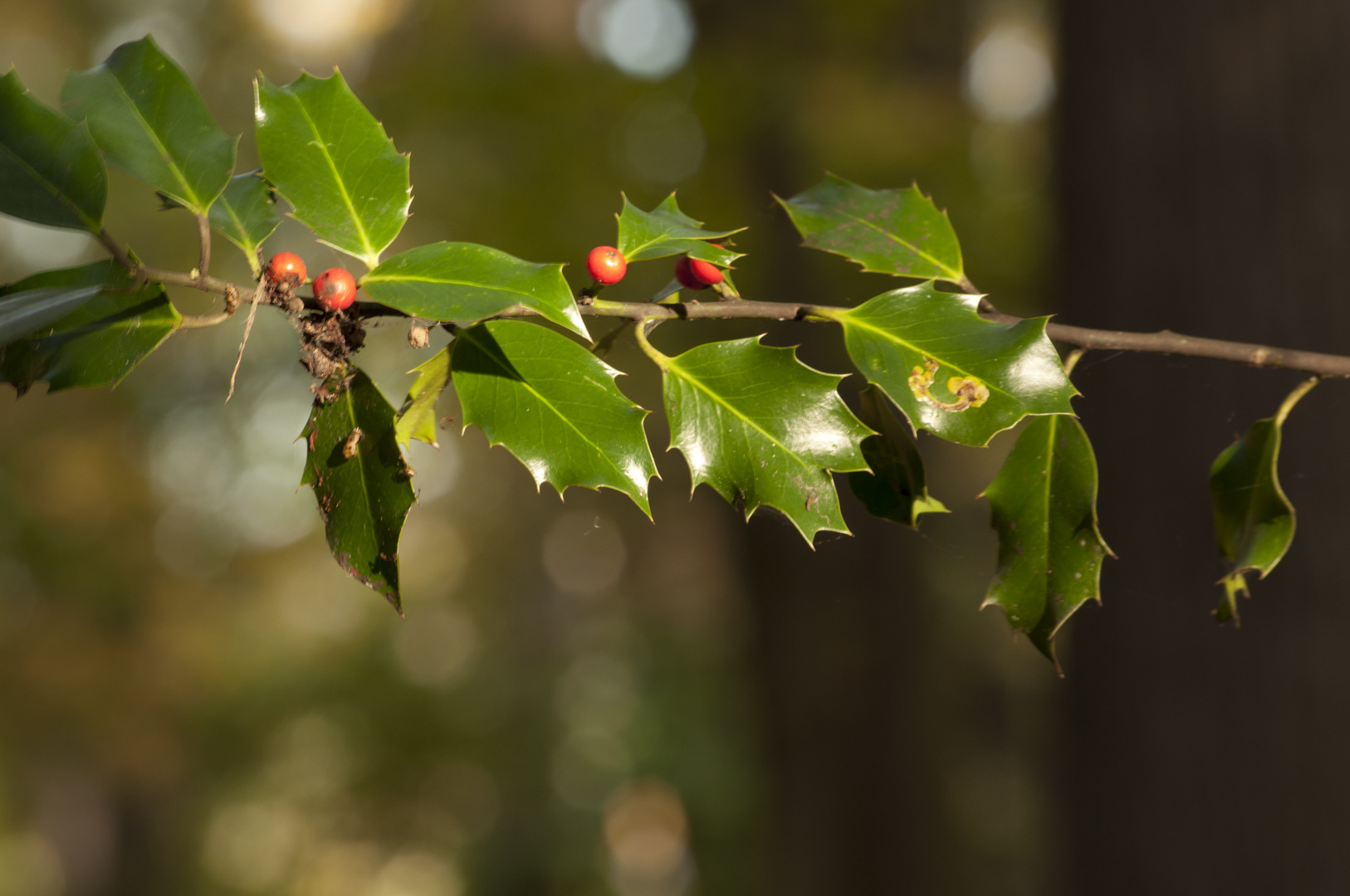 Herbstfrüchte!