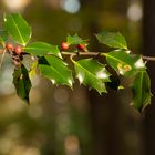 Herbstfrüchte!