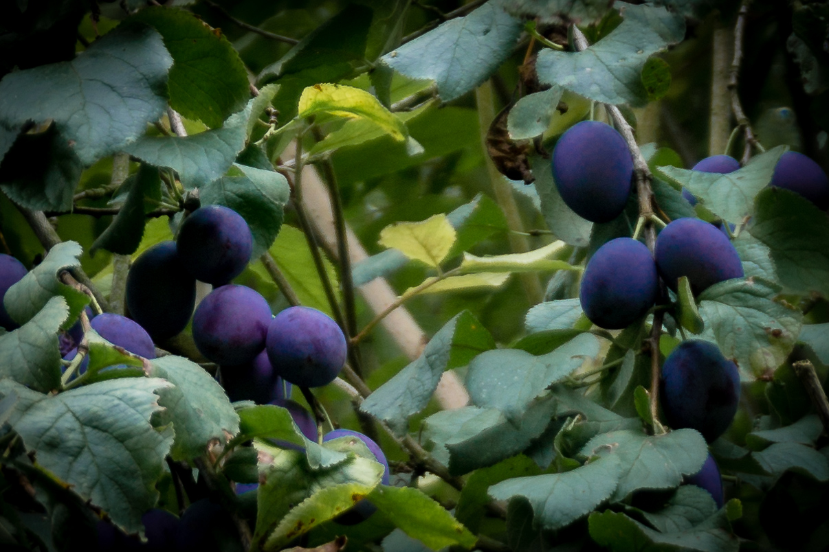 Herbstfrüchte