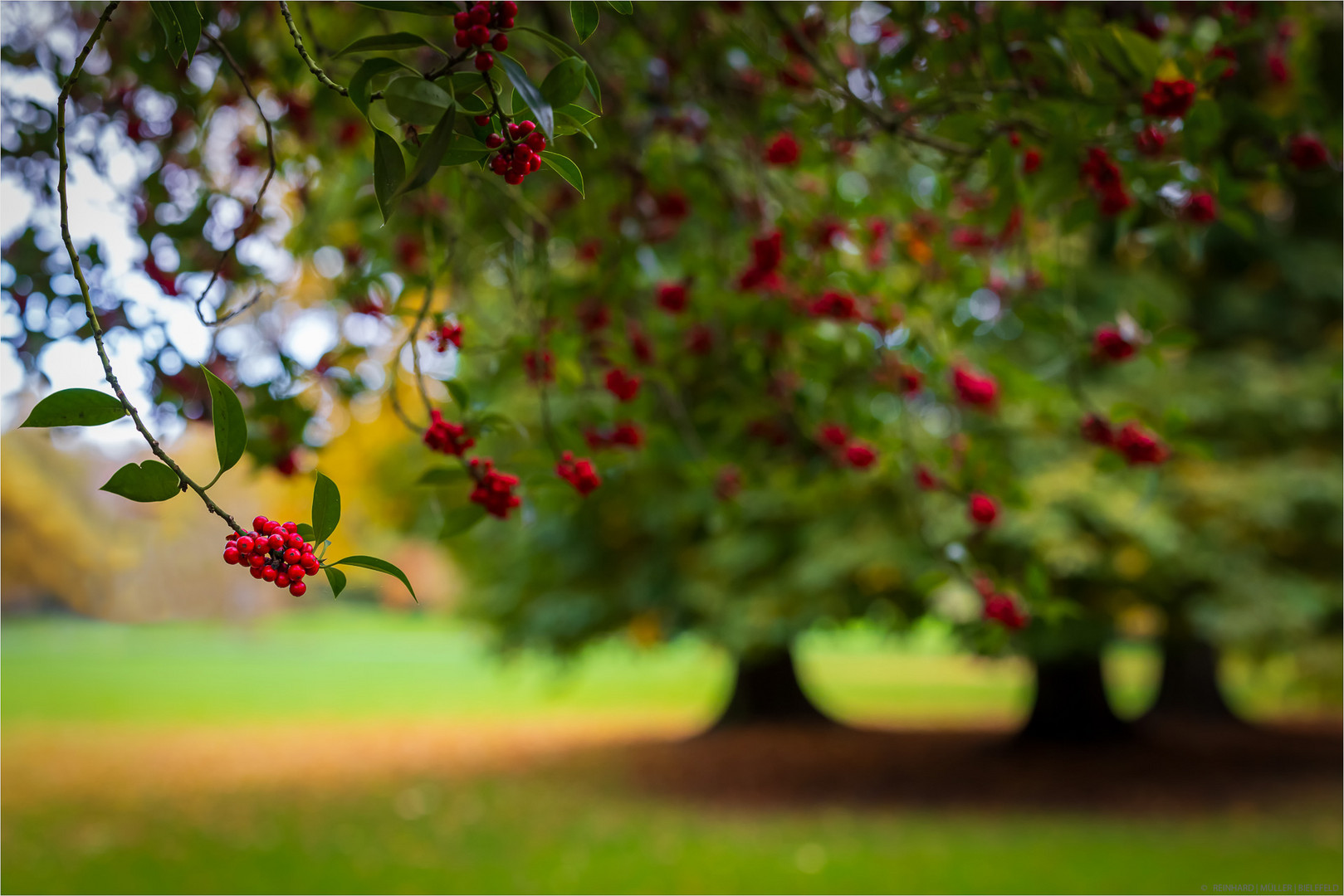 Herbstfrüchte