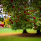 Herbstfrüchte