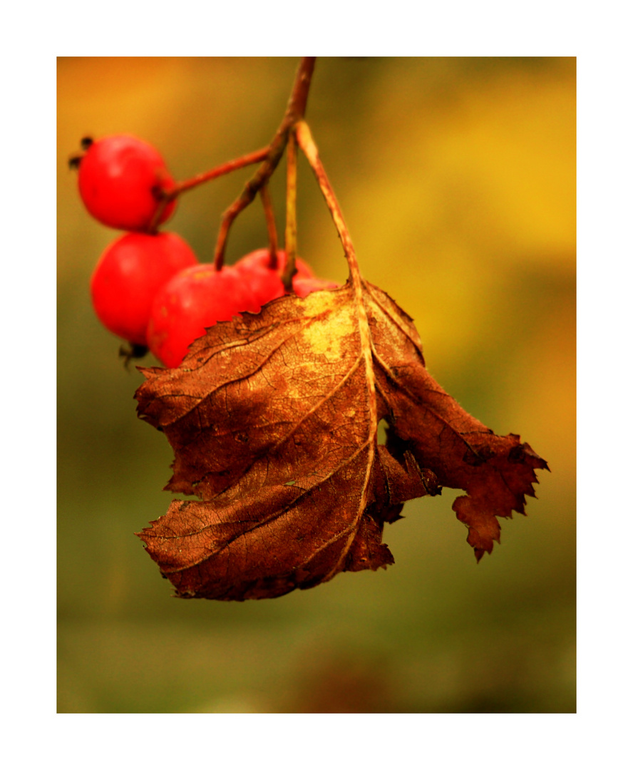 Herbstfrüchte