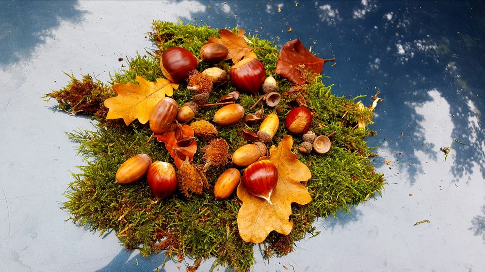 Herbstfrüchte Foto & Bild natur, pflanzen Bilder auf