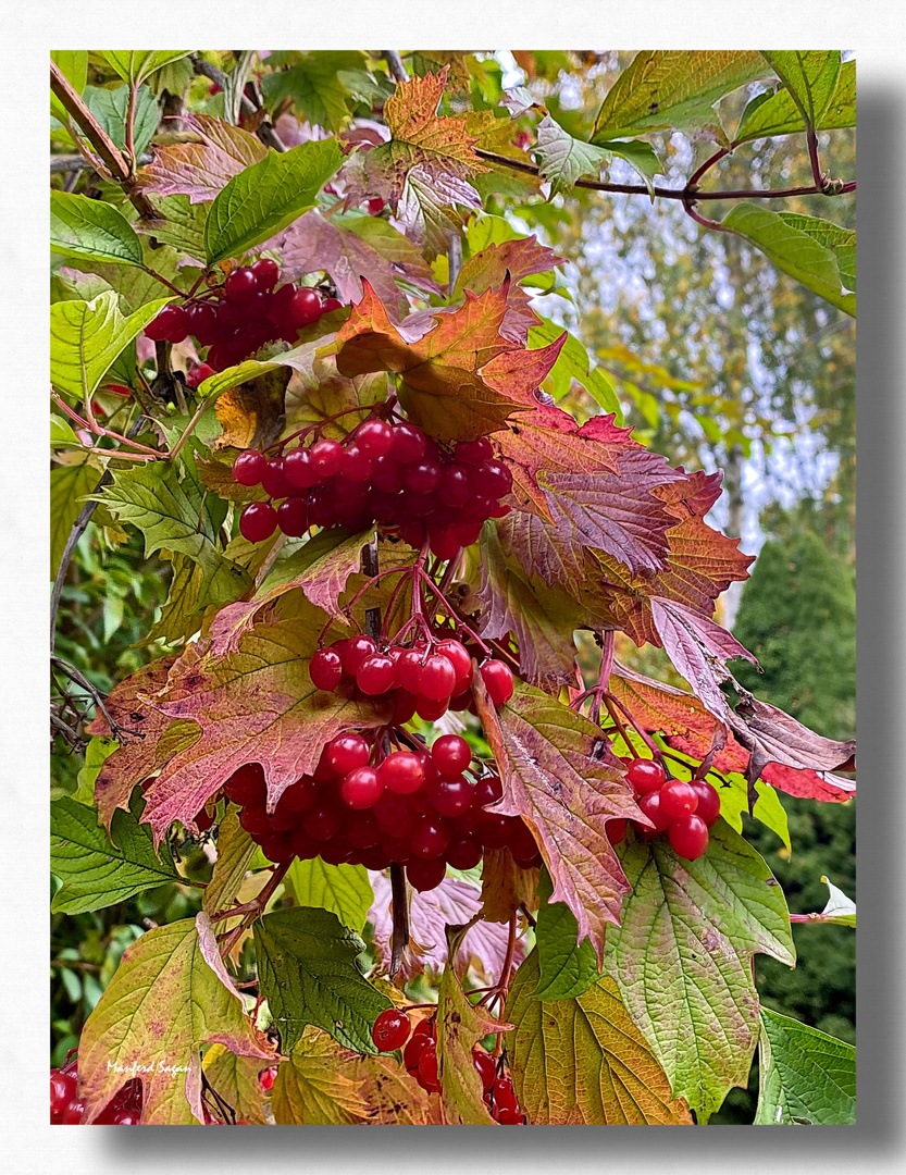 Herbstfrüchte...