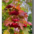 Herbstfrüchte...