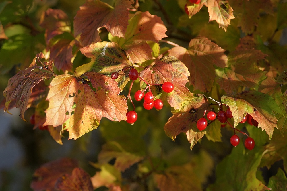 Herbstfrüchte