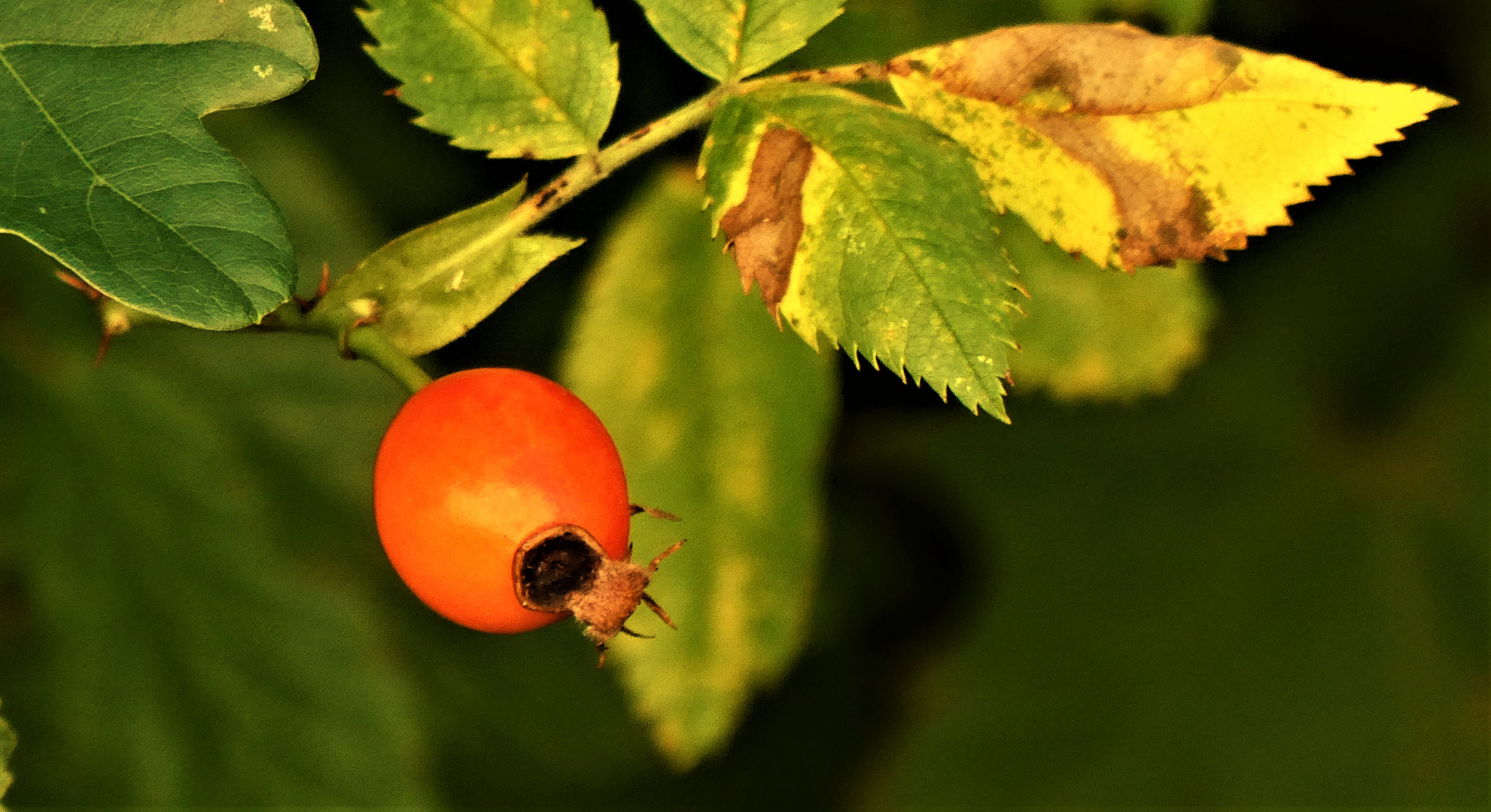 Herbstfrüchte