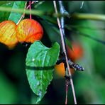 Herbstfrüchte