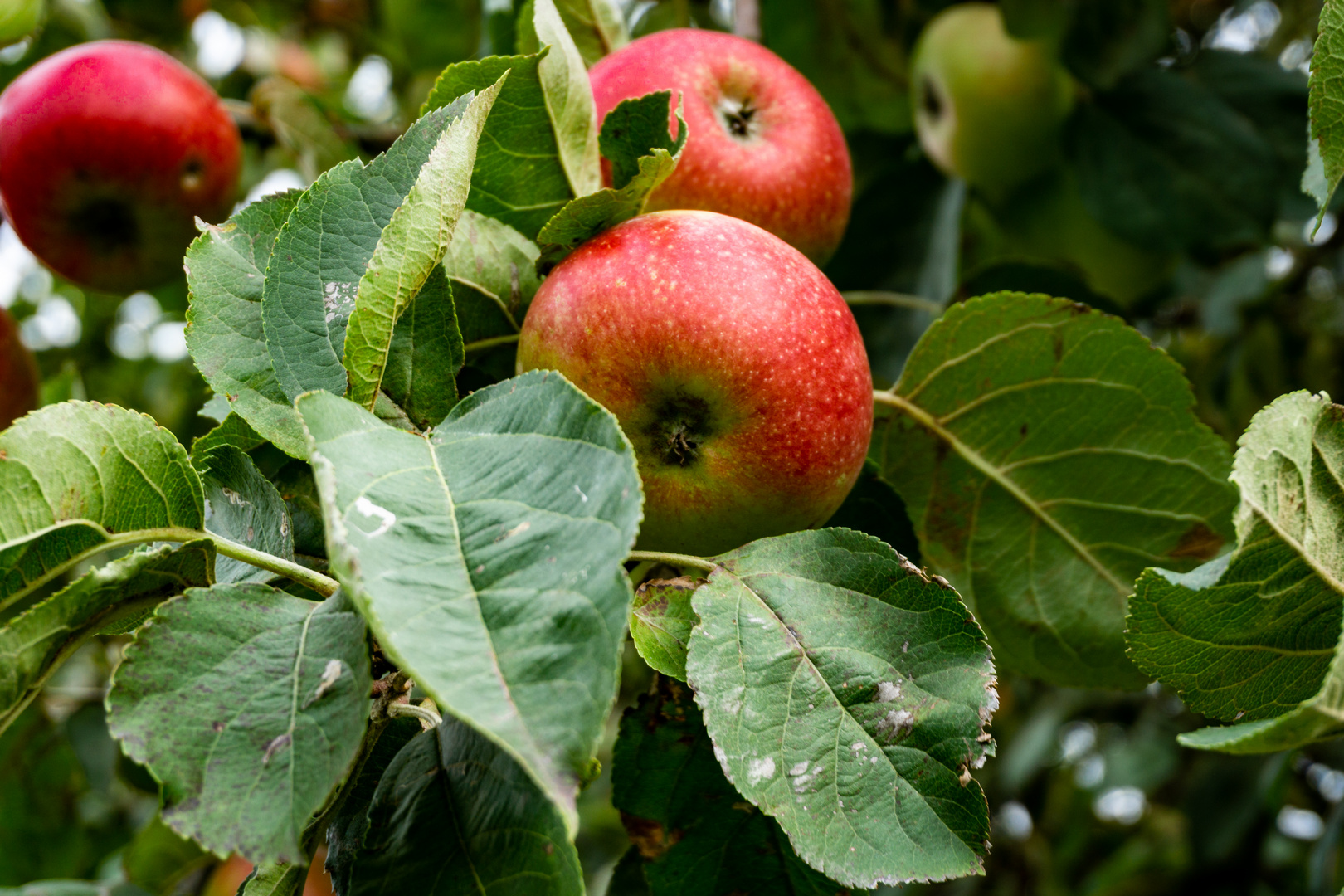 Herbstfrüchte