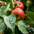 Herbstfrüchte