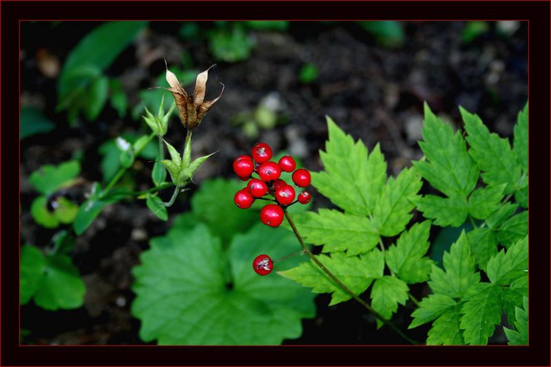 Herbstfrüchte