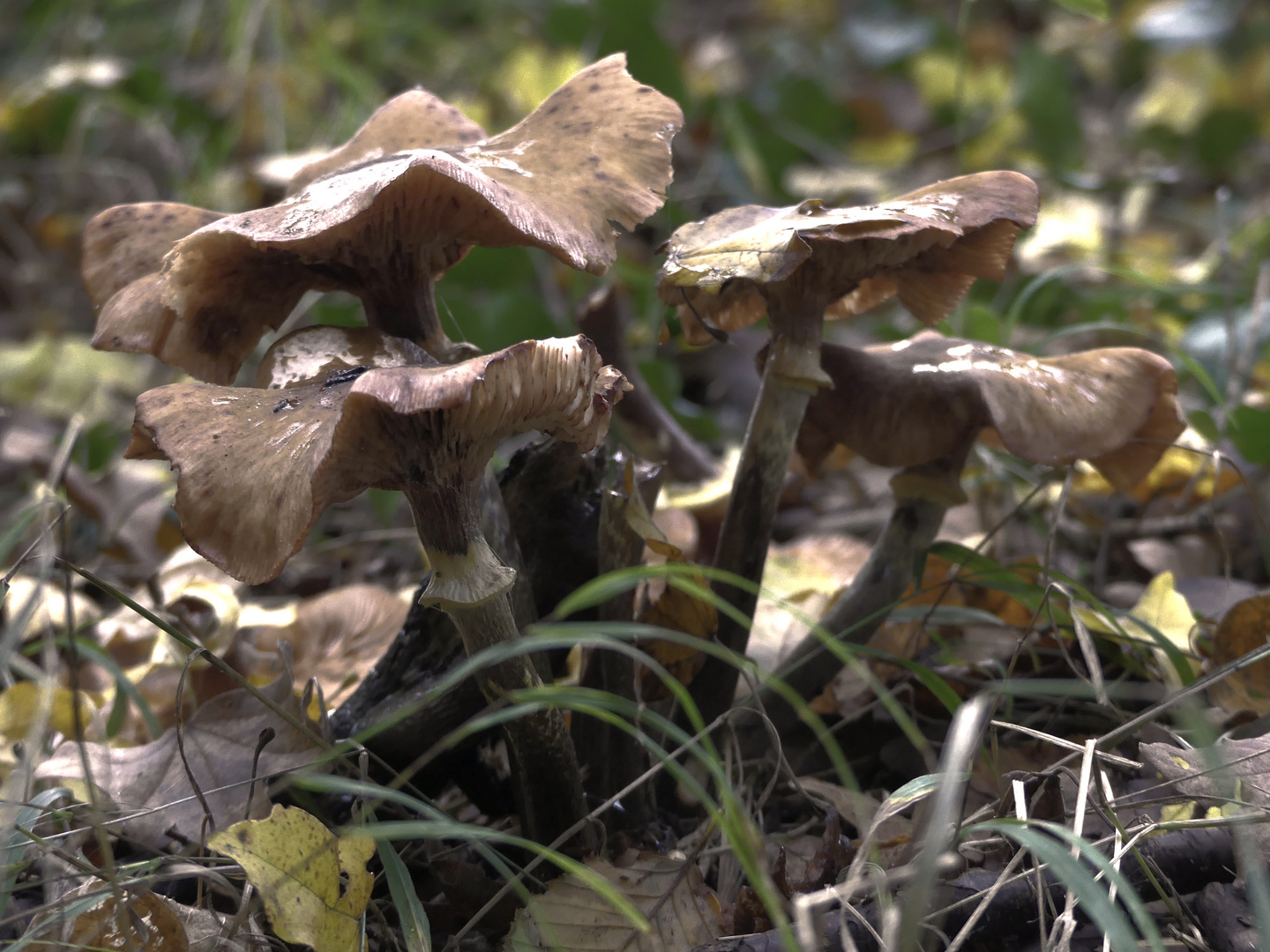 Herbstfrüchte