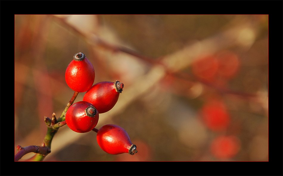 Herbstfrüchte...