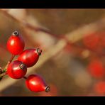 Herbstfrüchte...