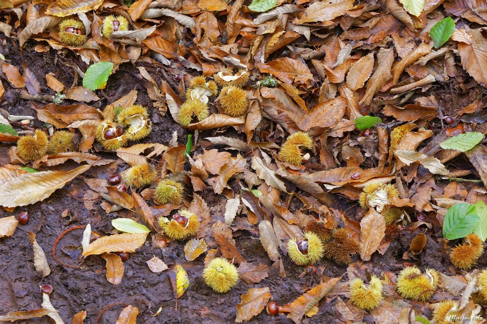 Herbstfrüchte