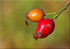 Herbstfrüchte