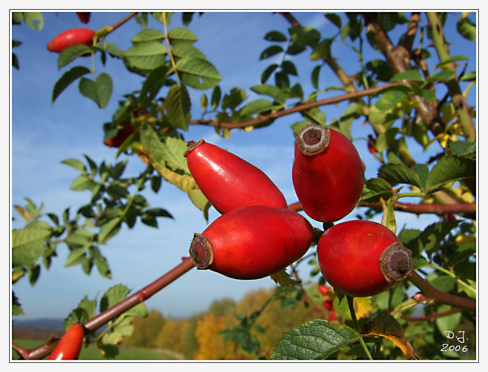 Herbstfrüchte ...