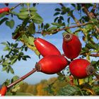 Herbstfrüchte ...