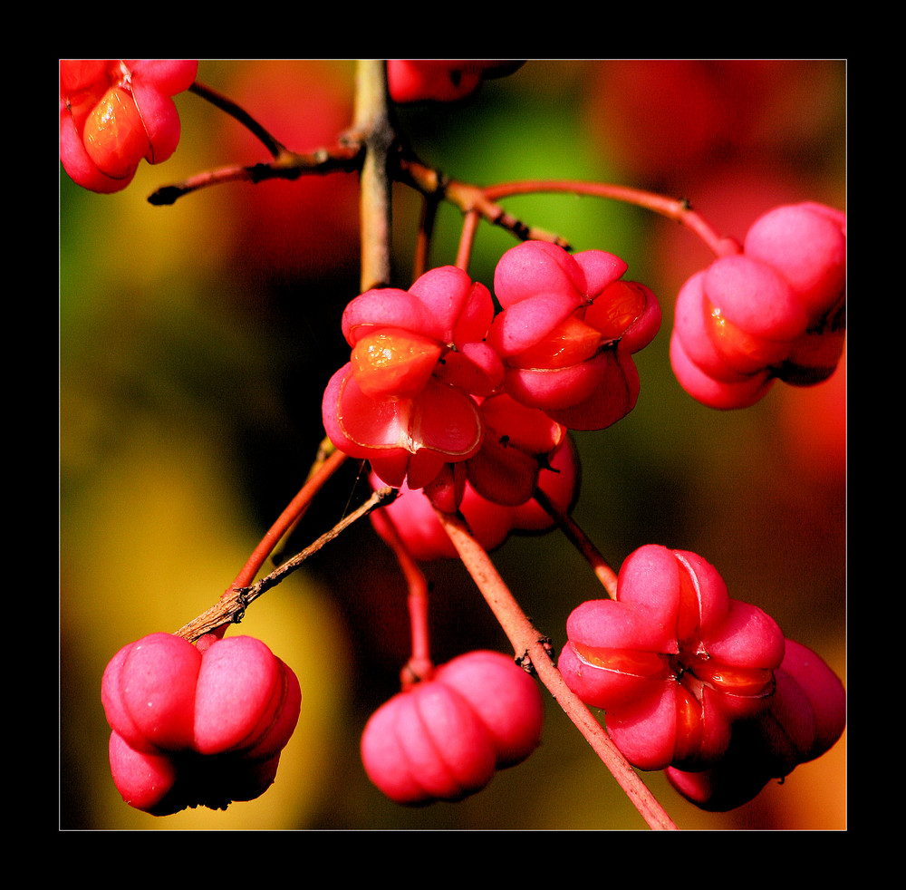 Herbstfrüchte