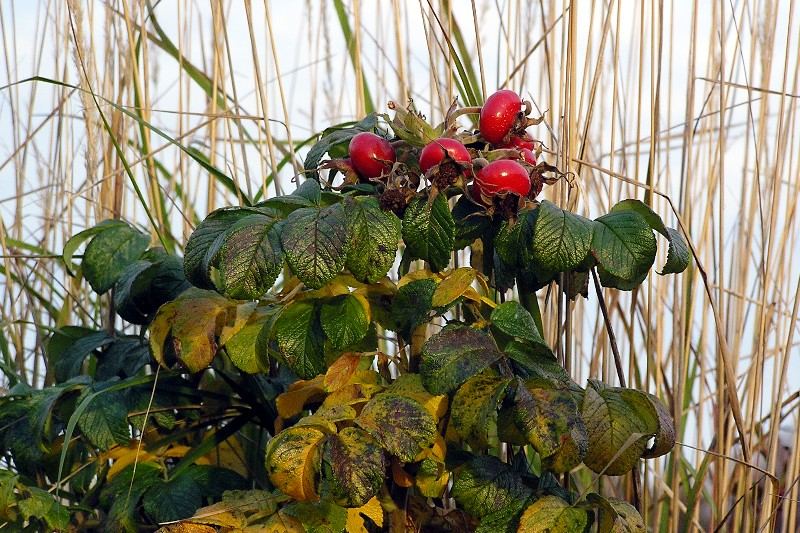 Herbstfrüchte