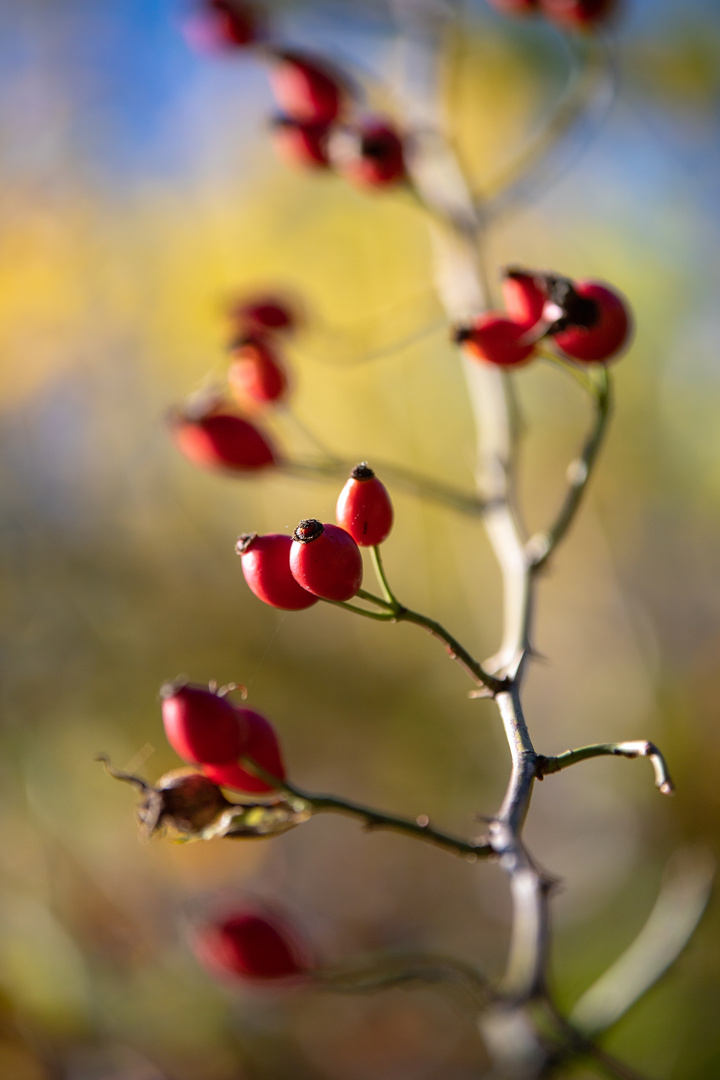 - Herbstfrüchte -