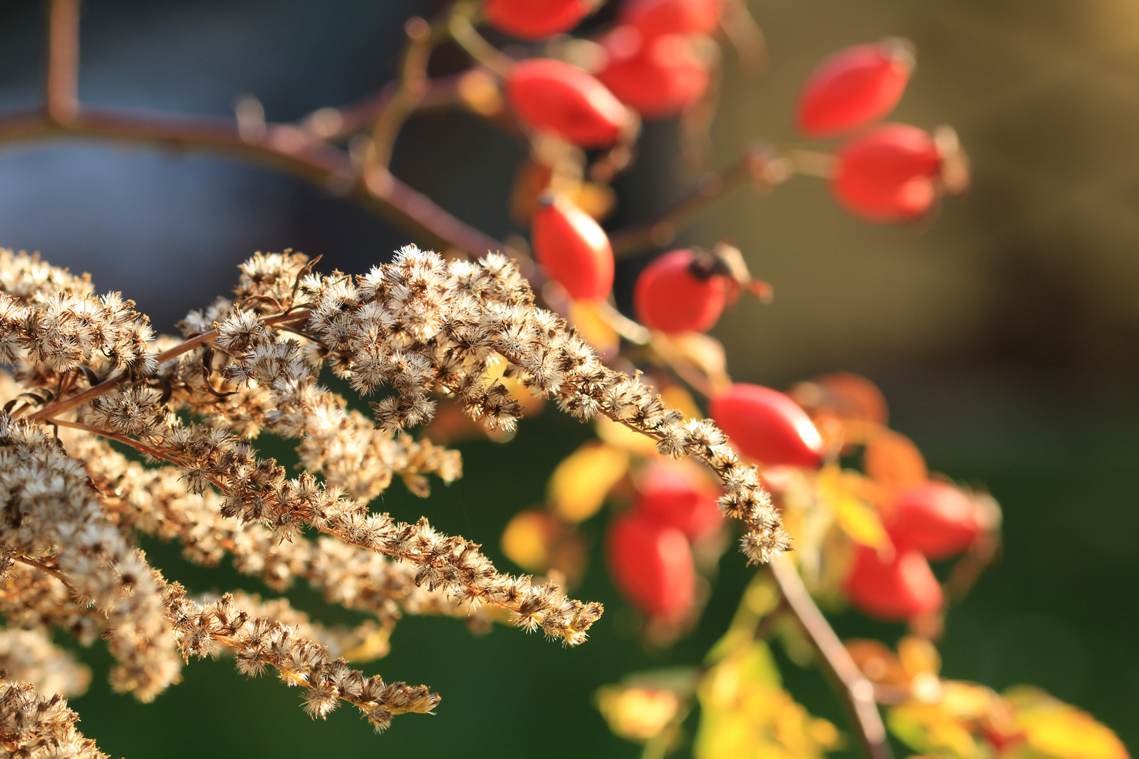 Herbstfrüchte